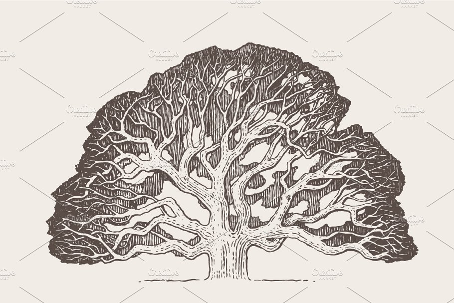 老橡树素描矢量插画illustrationofanoldoaktree