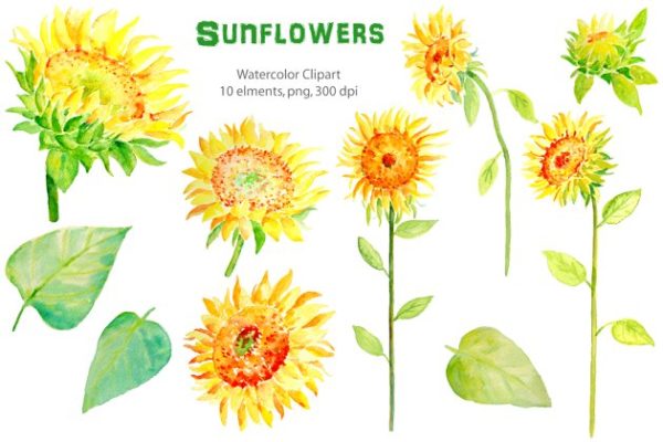 水彩向日葵剪贴画 watercolor clipart – sunflowers