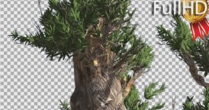 风中摇曳狐尾松树影片素材 Bristlecone Pine Thick Tree is Swaying at The