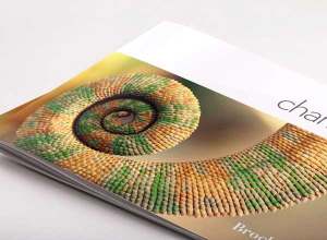 宣传小册子排版设计模板 Chameleon Free InDesign Brochure Template