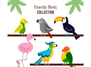 一组可爱卡通鸟类插图 Flat exotic bird collection