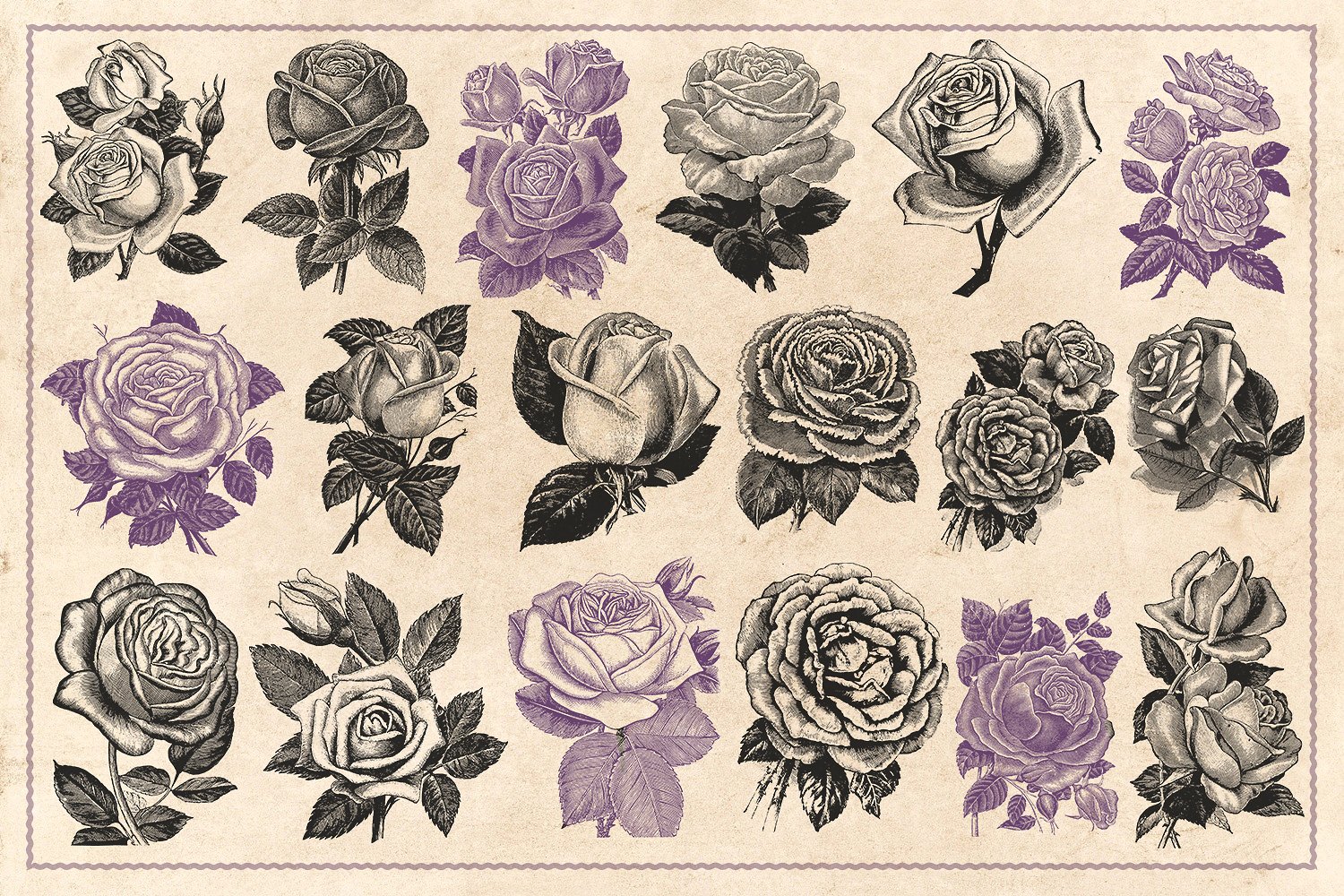 70款手绘怀旧风格的玫瑰花矢量素材下载epspng