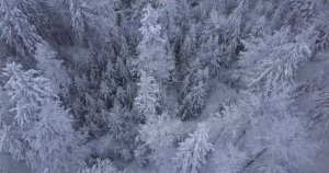 冬季大雪冻结的树林影片素材 Tops of Trees in Snow