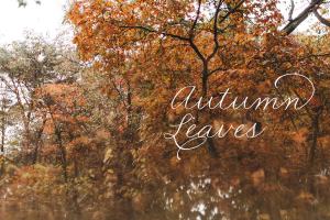 一组秋天落叶背景集  Autumn Leaves Collection