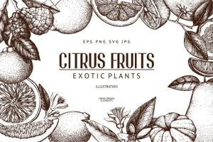 柑桔和植物矢量插画 Vector Citrus Fruits & Plants Set