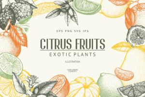 矢量柑橘水果插图 Vector Citrus Fruits Illustrations