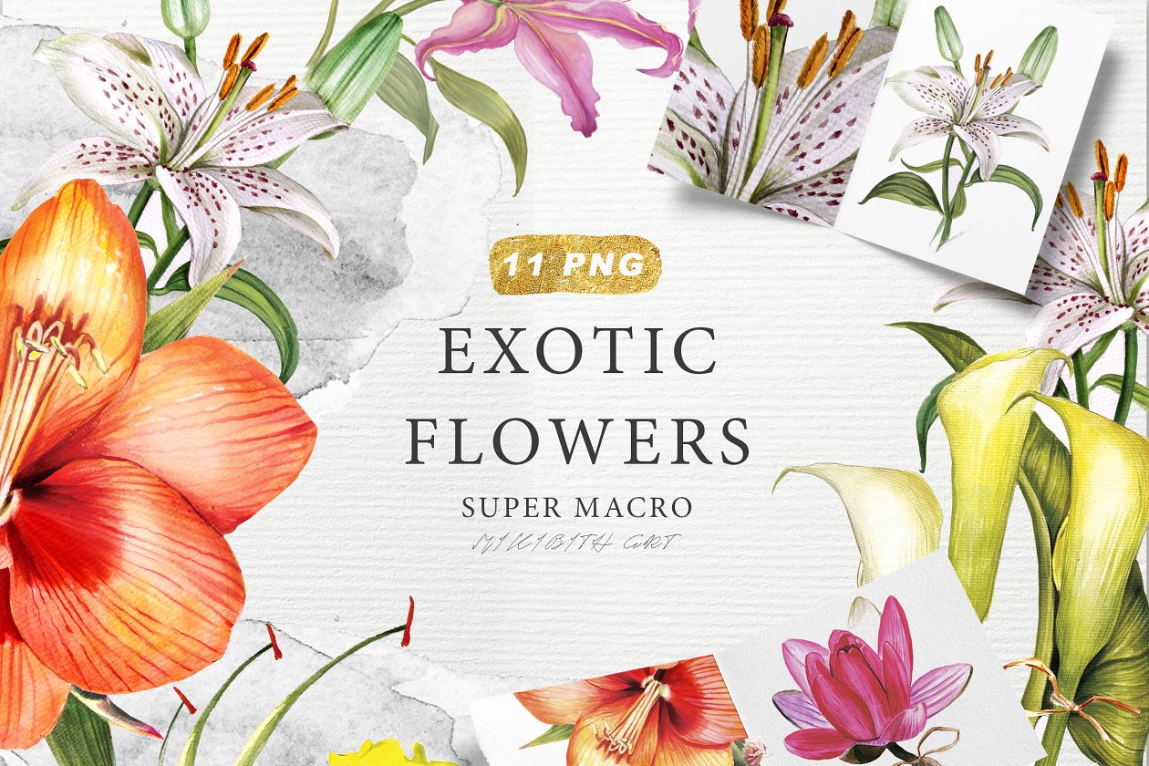 异国花卉水彩插画收藏集 EXOTIC FLOWERS collection