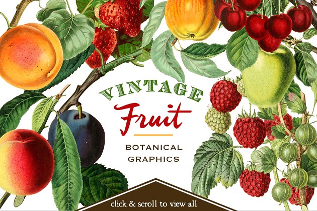 50张复古风水果植物图案 Vintage Fruit Botanical Graphics