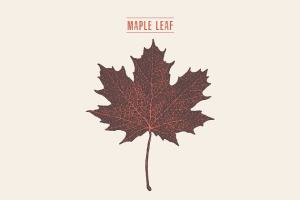 枫叶矢量插画 Illustration of a maple leaf