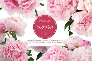 美丽牡丹透明背景PNG图片素材 Beautiful Peonies