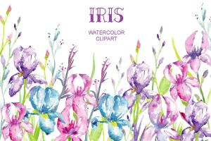 蓝紫色鸢尾属植物花卉水彩插画 Watercolor Blue, Purple Iris Clipart