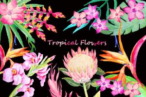 手绘水彩热带叶状花素材 Watercolor Tropical Foliage Flowers