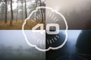 迷雾森林高清照片素材 Foggy Forest Photo Pack