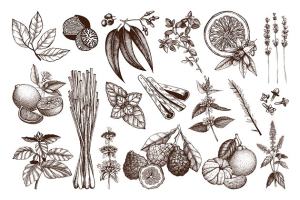 老式水墨手绘草药＆水果素描插图集 Vector Herbs & Fruits Illustrations