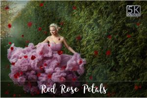 5K高清分辨率红色玫瑰花瓣叠层背景 5K Red Rose Petals Overlays