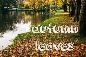 秋天树叶高清照片素材 Autumn leaves photo pack