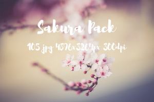 樱花特写高清照片合集 Sakura photo Pack