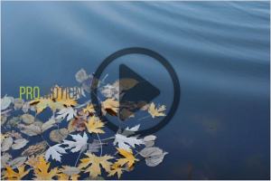 高清秋季水面泛黄落叶视频素材 Yellow Autumn Leaves in Water. HD