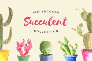 多肉植物手绘水彩插画合集 Watercolor Succulent Collection