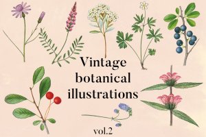 古籍书本植物手绘插画PNG素材v2 Vintage Botanical Illustrations Vol.2
