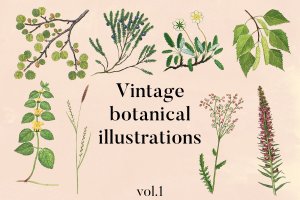 古籍书本植物手绘插画PNG素材v1 Vintage Botanical Illustrations Vol.1
