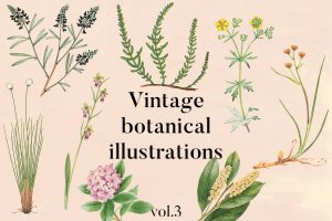 古董书籍植物手绘插画图案设计素材v3 Vintage Botanical Illustrations Vol.3