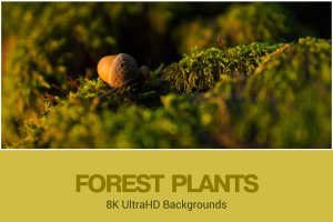 8K超高清森林植物背景 8K UltraHD Forest Plants Backgrounds Set