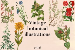 复古花卉植物插画素材v6 Vintage Botanical Illustrations Vol. 6