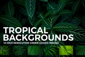 12张热带植物叶子高清背景图素材 12 Tropical Leaves Backgrounds
