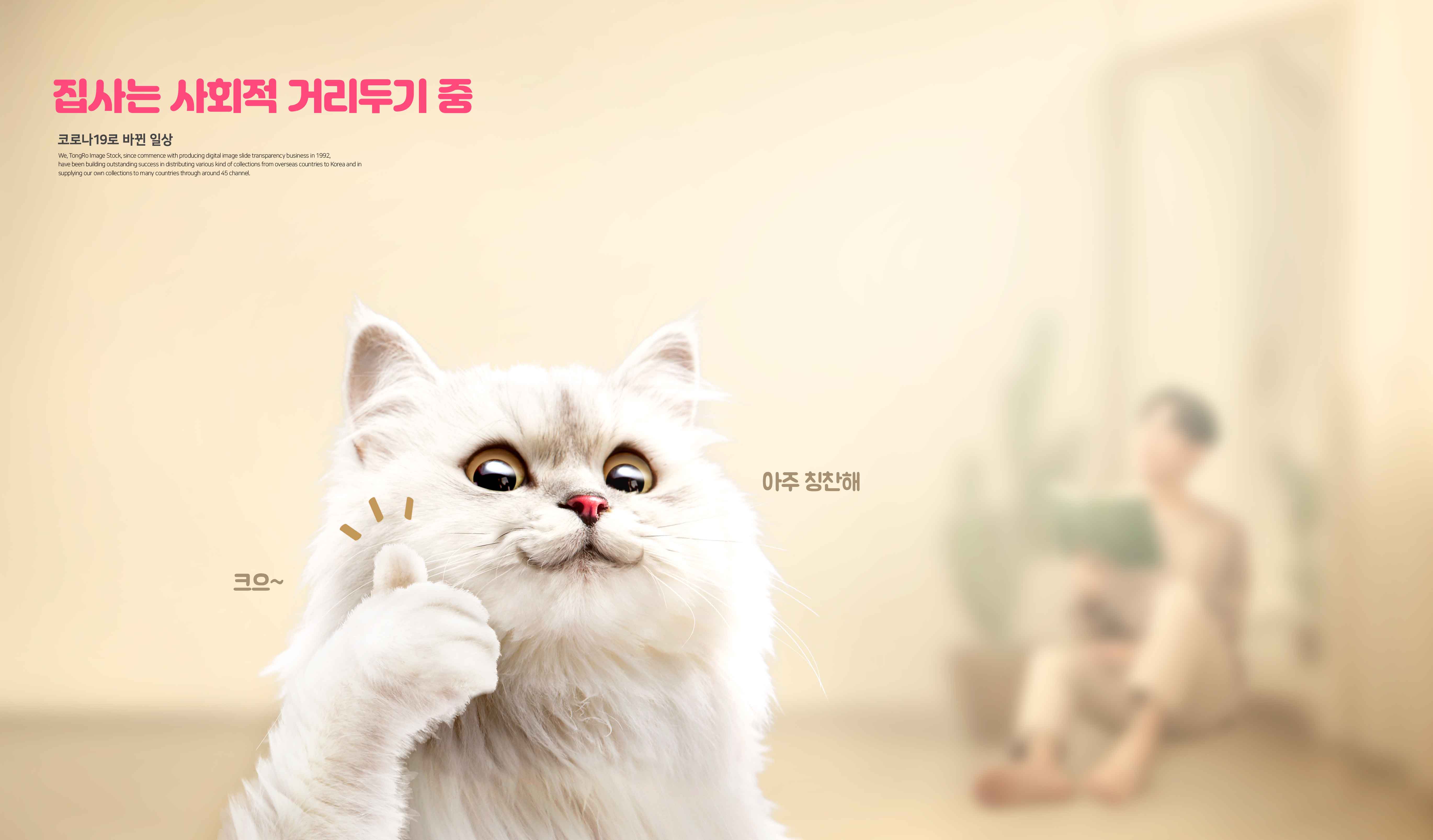 猫&狗宠物陪伴主题海报韩国素材包