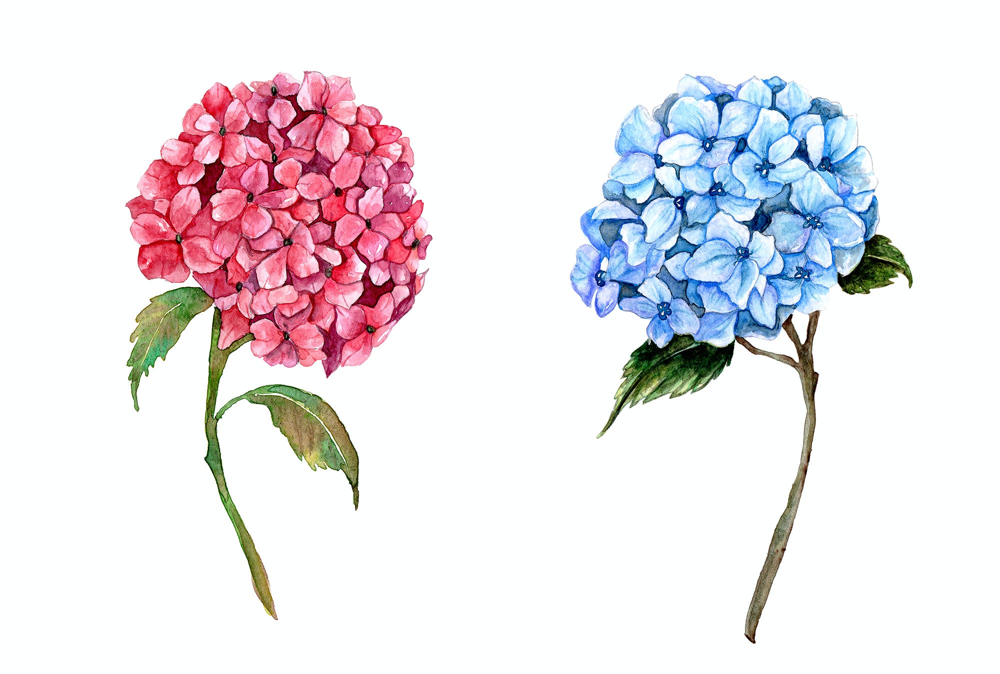 《绣球花》|纯艺术|油画|苔藓园主人 - 原创作品 - 站酷 (ZCOOL)