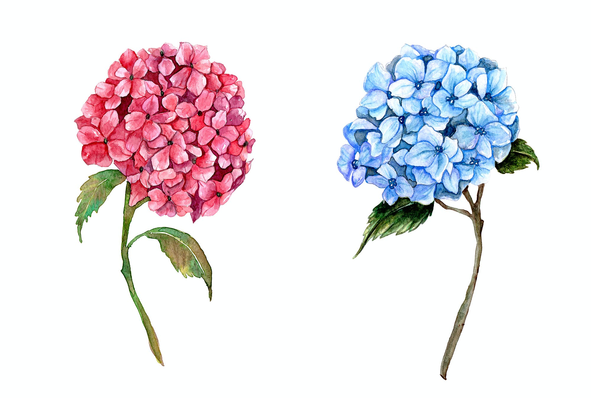 美丽的水彩绣球花剪贴画beautifulwatercolorhydrangeas