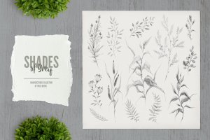 野生草本植物系列铅笔手绘插画素材v3 Shades of Grey. Collection of wild herbs // 3