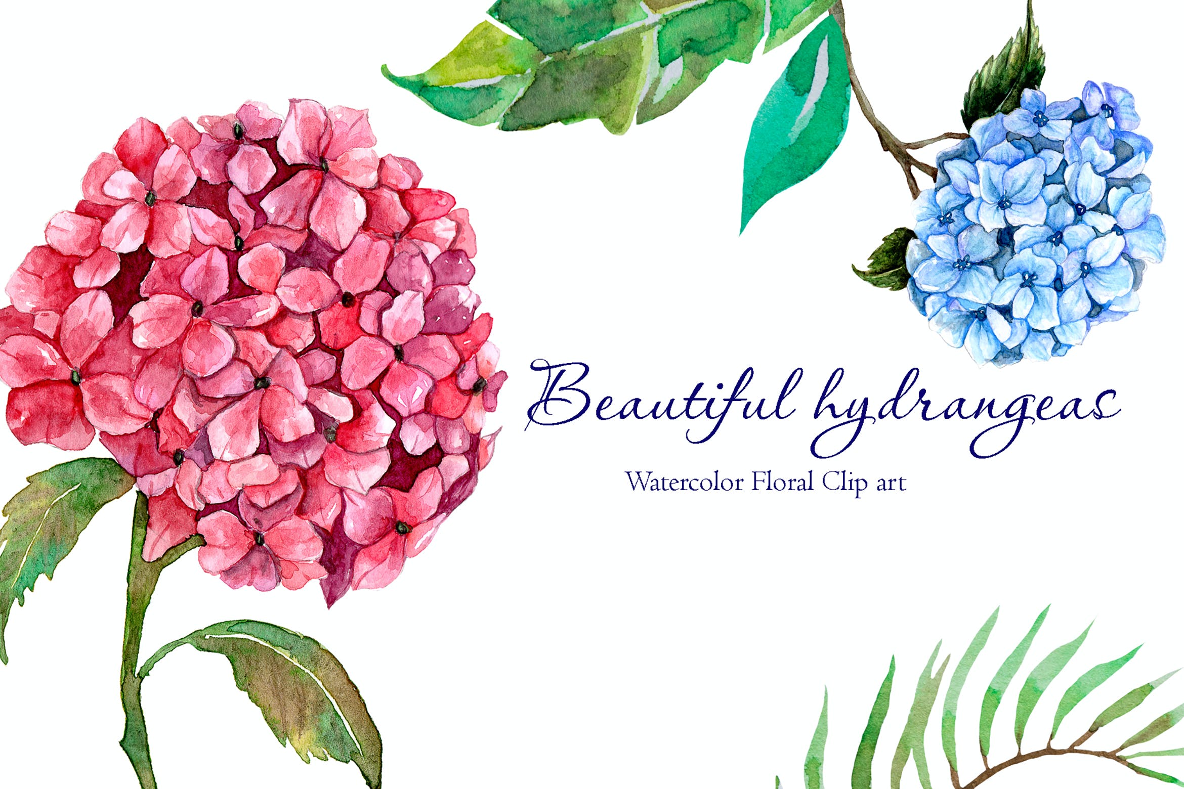 美丽的水彩绣球花剪贴画beautifulwatercolorhydrangeas