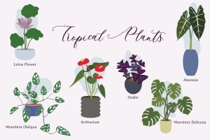 热带室内植物手绘插画素材 Tropical Indoor Plants Hand Drawn