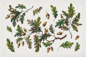 手绘橡木树枝水彩剪贴画系列 Handpainted Oak Branches Collection